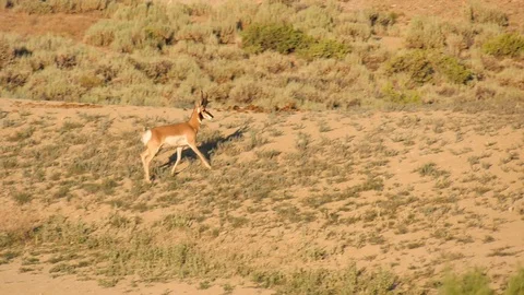 Pronghorn antelope takes off running Stock Footage