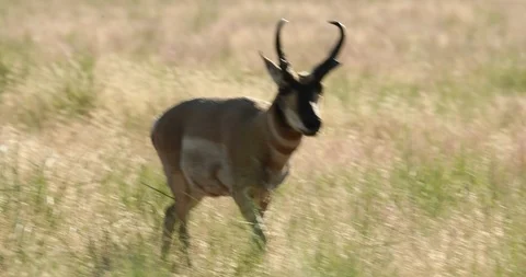 Pronghorn Antelope walking Stock Footage 94688758
