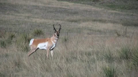 Pronghorn Buck Vídeos de archivo 12593310