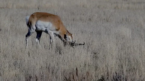 Pronghorn buck grazing in wind blown grass, 4k Stock Footage 276566096