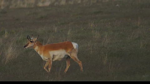 Pronghorn buck walking in setting sun, green grass, slomotion, 4k Stock Footage 276564353