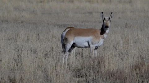 Pronghorn doe, facing camera, alert, 4k Stock Footage 276565450