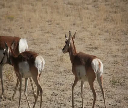 Pronghorn doe Stock Footage 10764725
