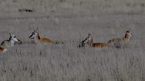 Pronghorn does resting in herd, 4k Stock Footage 276565162