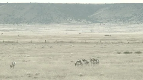 Pronghorn in a field Stock Footage 44920194
