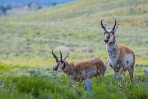 Pronghorn in the field of Yellowstone National Park, Wyoming Stock Photos