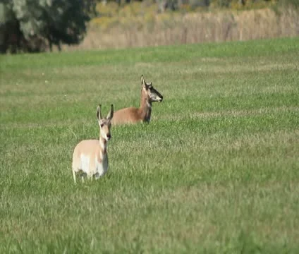 Pronghorn Stock Footage 10764830