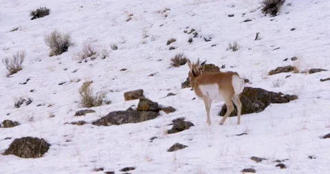 Pronghorn Grazes and Wanders through Snowy Woods Vídeo Stock 239967700