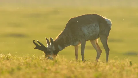 Pronghorn grazing in meadow Video stock 139002106