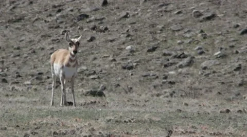 Pronghorn Grazing in Yellowstone Stock Footage