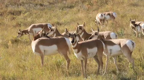 Pronghorn herd Stock-Footage 8848590