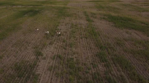 Pronghorn herd running in field Stock Footage 184070726
