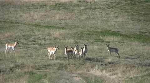 Pronghorn Herd Running Vídeos de archivo 12593718