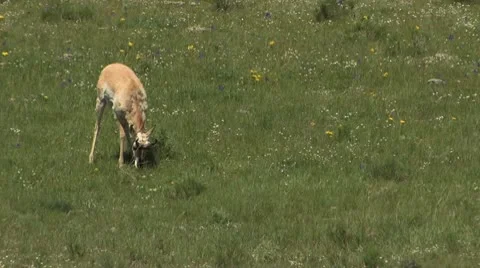 Pronghorn Laying Down Stock Footage 10317847