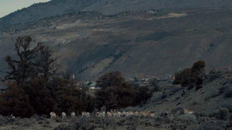 Pronghorn in the morning Vídeos de archivo 61579409
