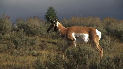 Pronghorn Moving Through Grassland Stock Footage 155893923