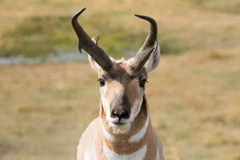Pronghorn 스톡 사진