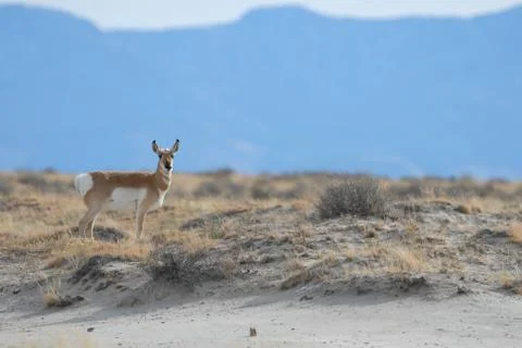 Pronghorn 스톡 사진