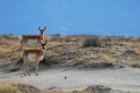 Pronghorn Foto stock