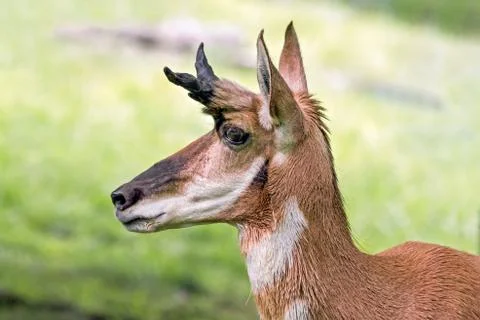 Pronghorn Profile Stock Photos