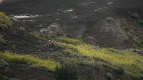 Pronghorn running down cliff Stock Footage 269723647