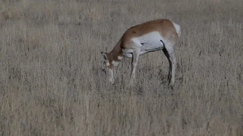 Pronghorn, single, grazing in tall grass, 4k Video stock 276565868
