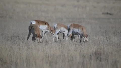 Pronghorn small herd grazing, 4k Stock Footage 276565988