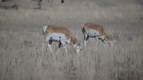 Pronghorn, two does grazing, spring, 4k Stock Footage 276565689