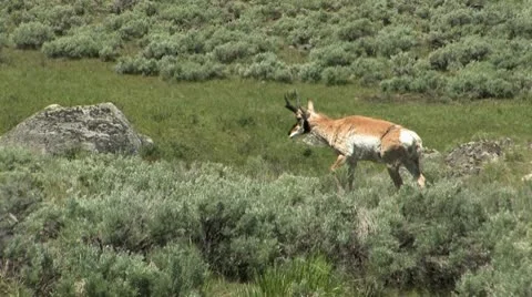 Pronghorn walking Video stock 10317841