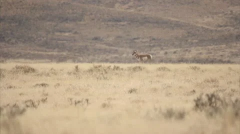 Pronghorn walking Stock Footage 10764770