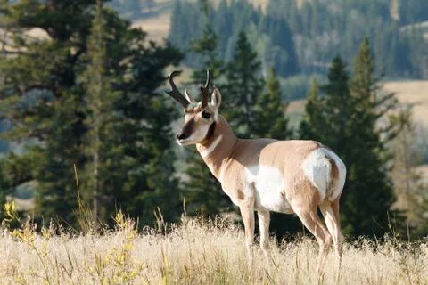 Pronghorn walking in grass Stock Photos