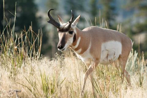 Pronghorn walking in grass Stock Photos
