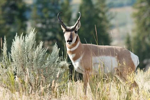 Pronghorn walking in grass Stock Photos