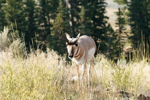 Pronghorn walking in grass Stock Photos