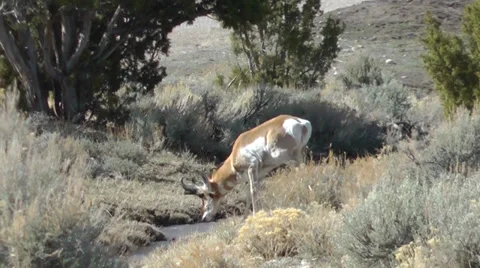 Pronghorn walks to a stream and drinks Stock Footage 29289917