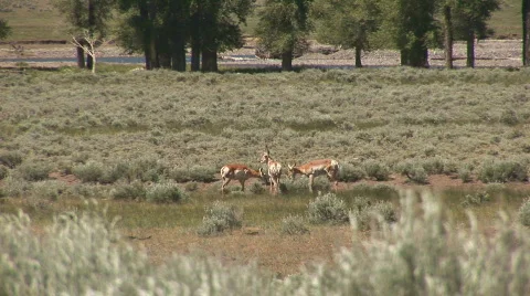 Pronghorn in Yellowstone  Stock Footage 82717