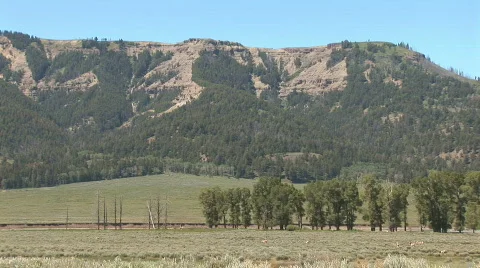 Pronghorn in Yellowstone Stock Footage 82722