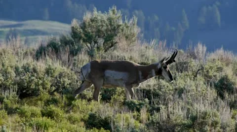 Pronghorn In Yellowstone Stock Footage 11374855