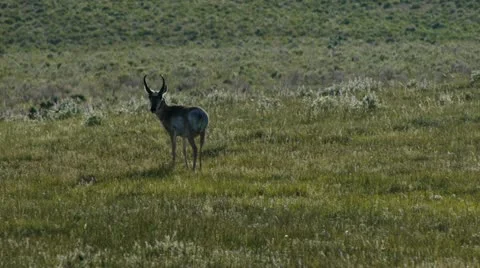 Pronghorn In Yellowstone Stock Footage 11375671