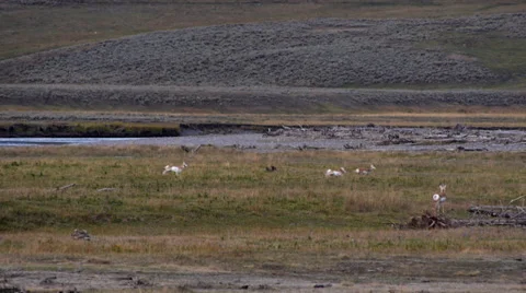 Pronghorns in Lamar Valley in Yellowstone National Park 스톡 동영상 32182276