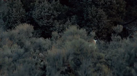 Pronghorns running through bushes Vídeos de archivo 61579681