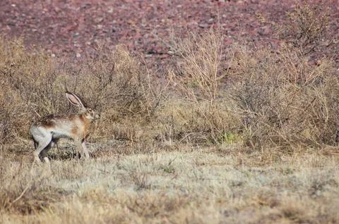 Pronghorns at the Very Large Array 写真素材