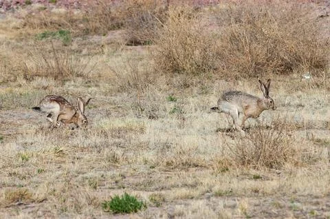 Pronghorns at the Very Large Array Stock Photos