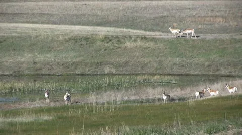 Pronghorns at Waterhole Stock-Footage 12592713