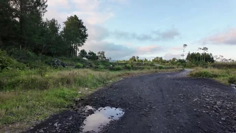 Pronojiwo Ground Level View Of Muddy Road And Pines Stock Footage 345136345