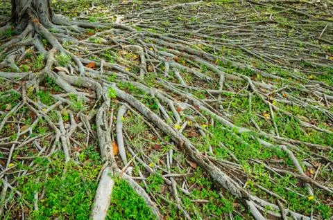 Prop root of banyan tree and green grass with natural sunlight 库存照片