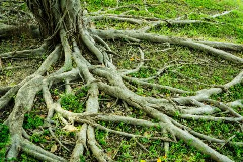 Prop root of banyan tree and green grass with natural sunlight 库存照片