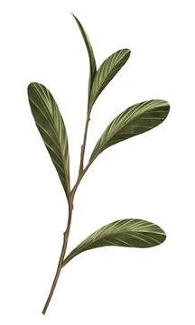 Prop for template Stock Illustration