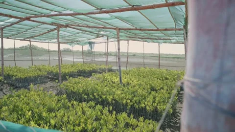 Propagated red Mangrove (Rhizophora Mangle) plants growing under nets Stock Footage 308495718