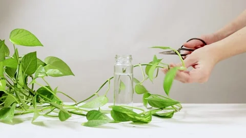 Propagating Epipremnum plant by cutting. Stock Footage 178487059